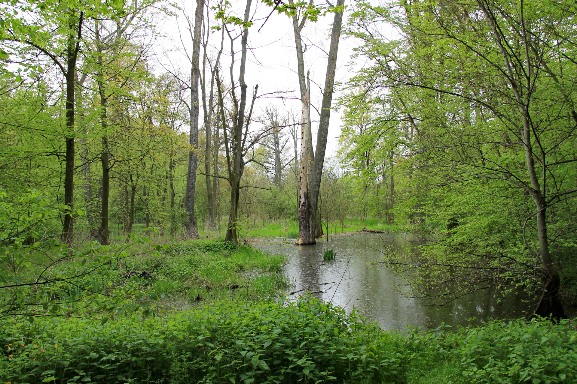 Park Miejski w Kątach Wrocławskich - drzewo na bagnach