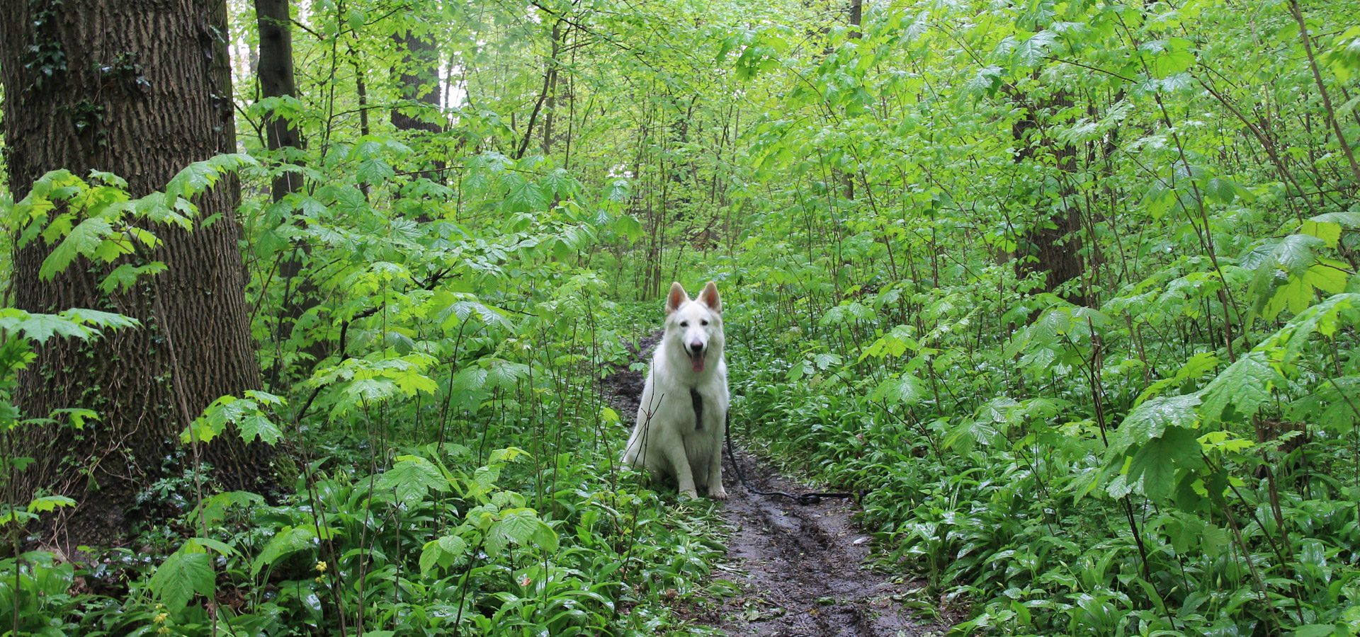 pies Heban na bocznej ścieżce w parku miejskim w Kątach Wrocławskich
