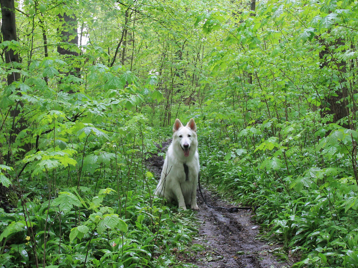 pies Heban na bocznej ścieżce w parku miejskim w Kątach Wrocławskich