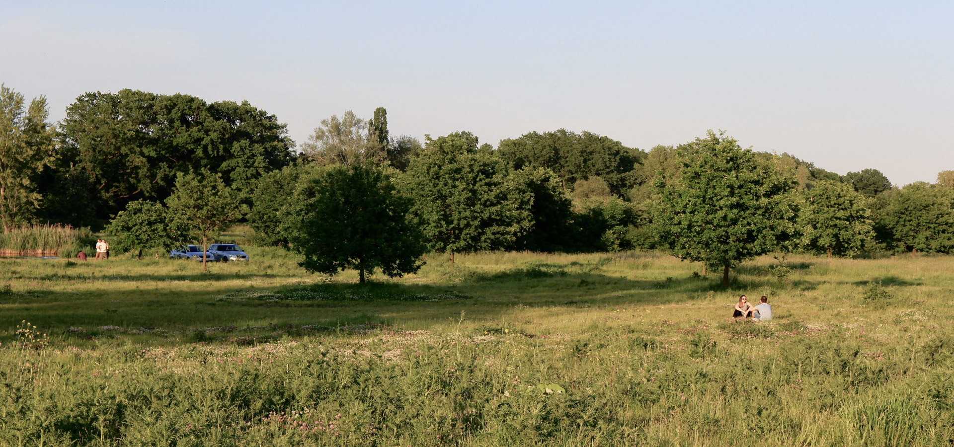 widok na łąkę za groblą we Wrocławiu