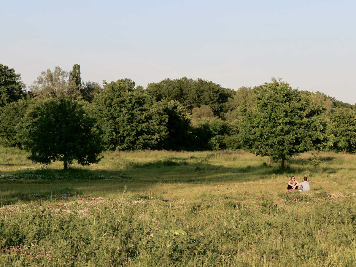 widok na łąkę za groblą we Wrocławiu