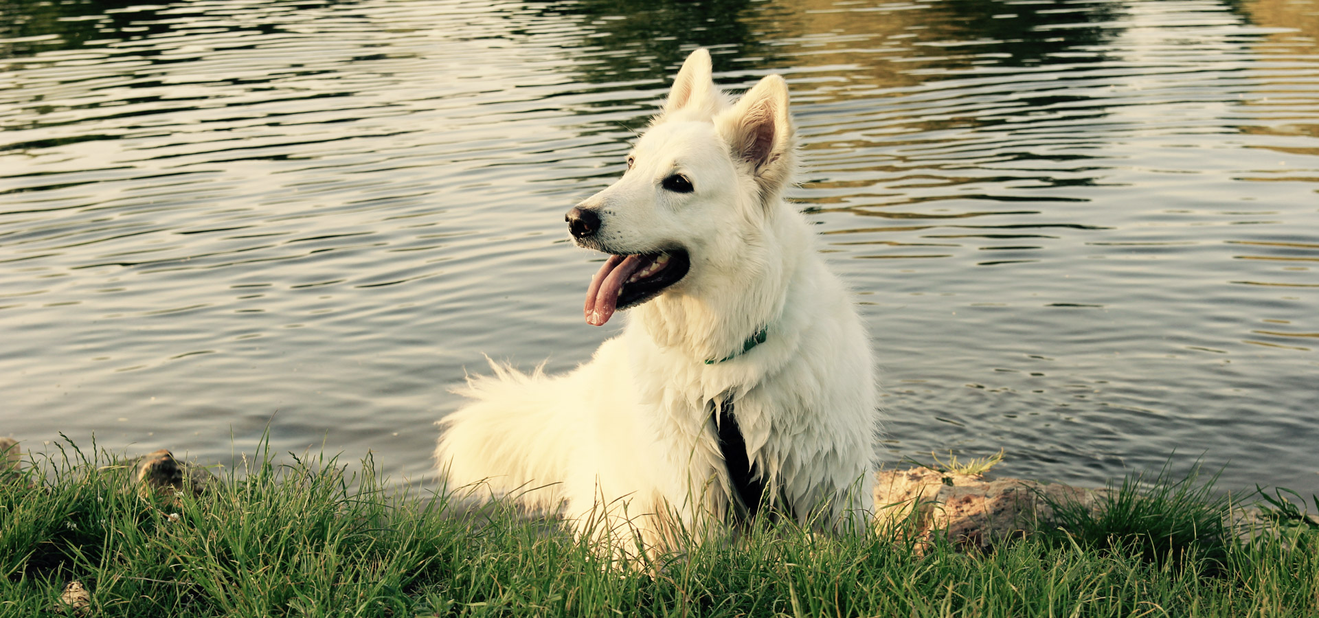 Nad Odrą we Wrocławiu - Heban w wodzie