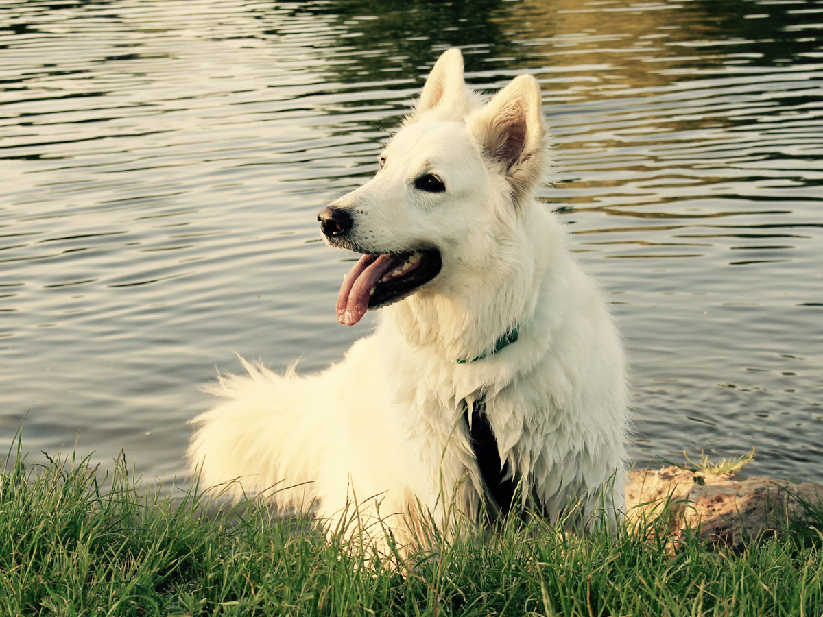 Nad Odrą we Wrocławiu - Heban w wodzie