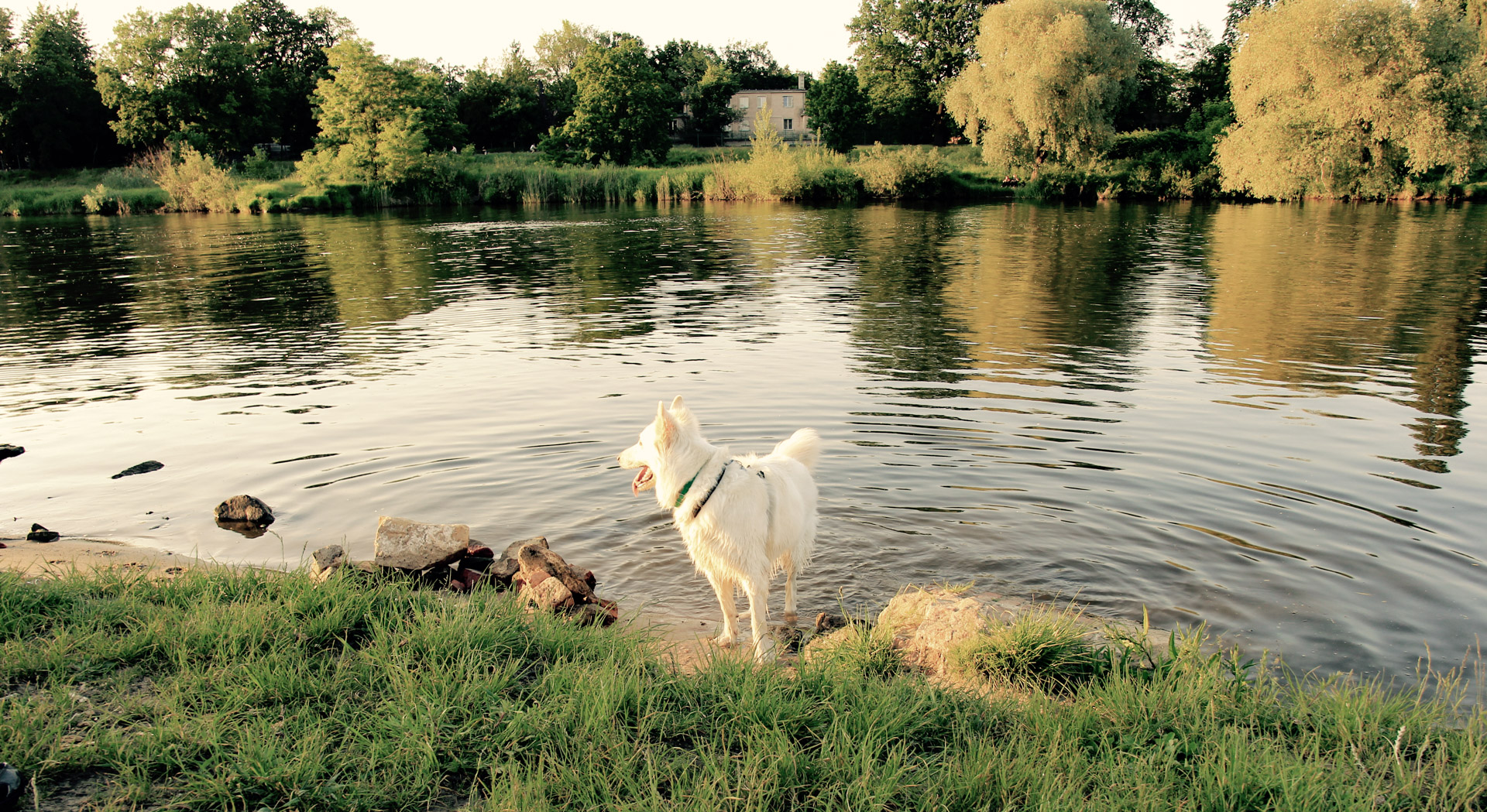 pies Heban na brzegu Odry we Wrocławiu