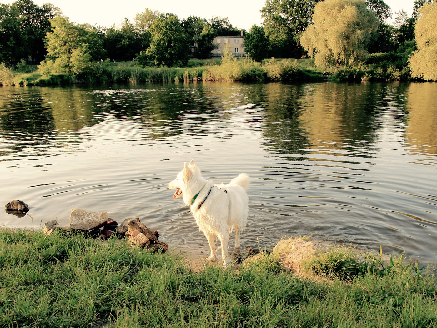 pies Heban na brzegu Odry we Wrocławiu