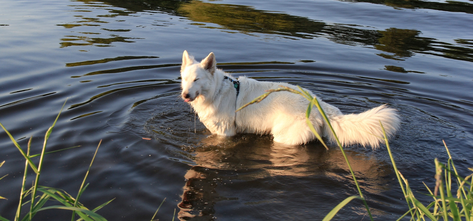 pies Heban brodzi w Odrze