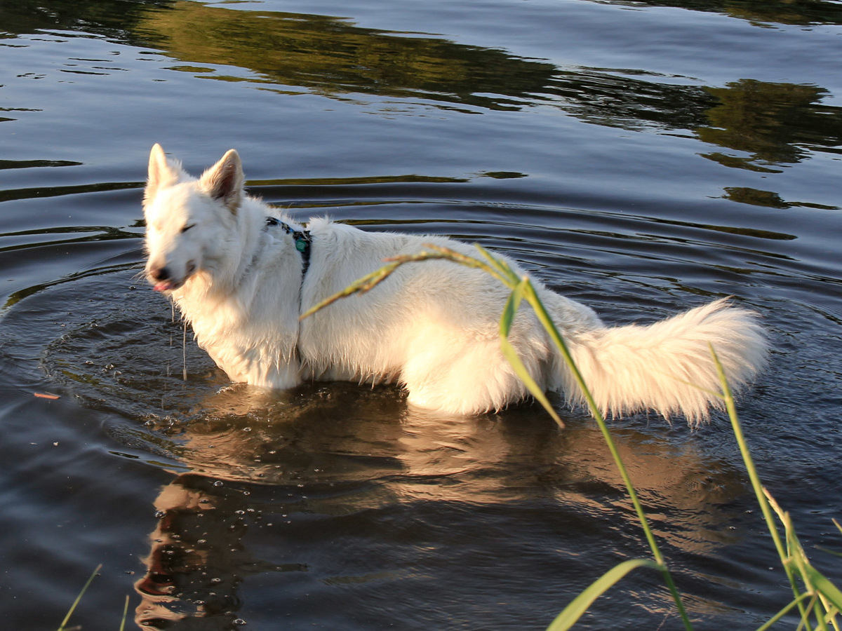 pies Heban brodzi w Odrze