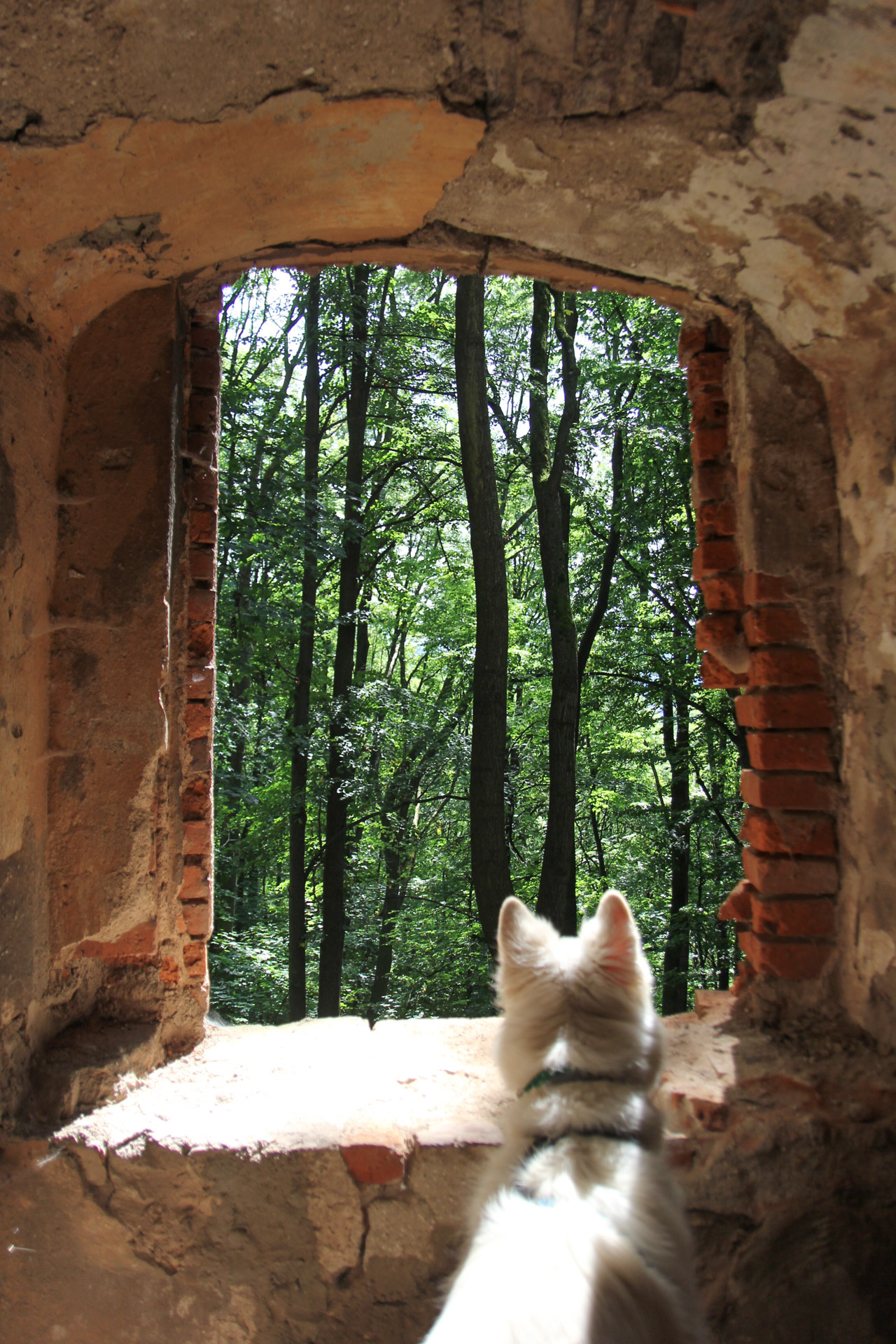 pies Heban patrzy na las przez okno zamku Świny