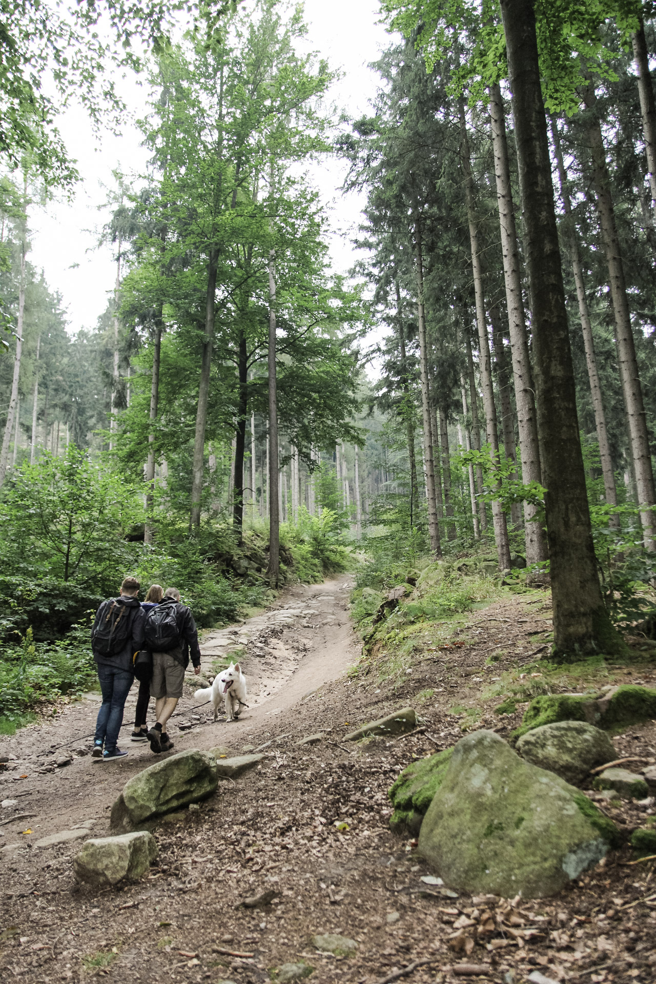zielony szlak na Zamek Bolczów