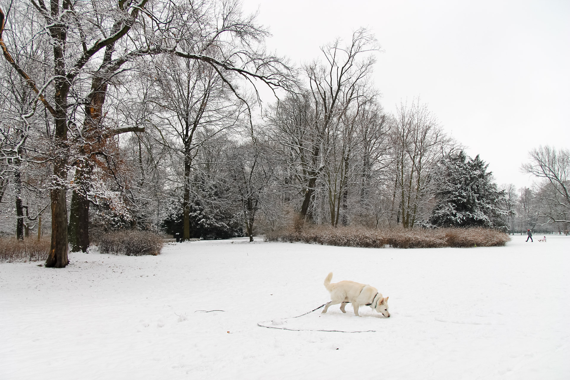 park poludniowy pies na psiej łączce