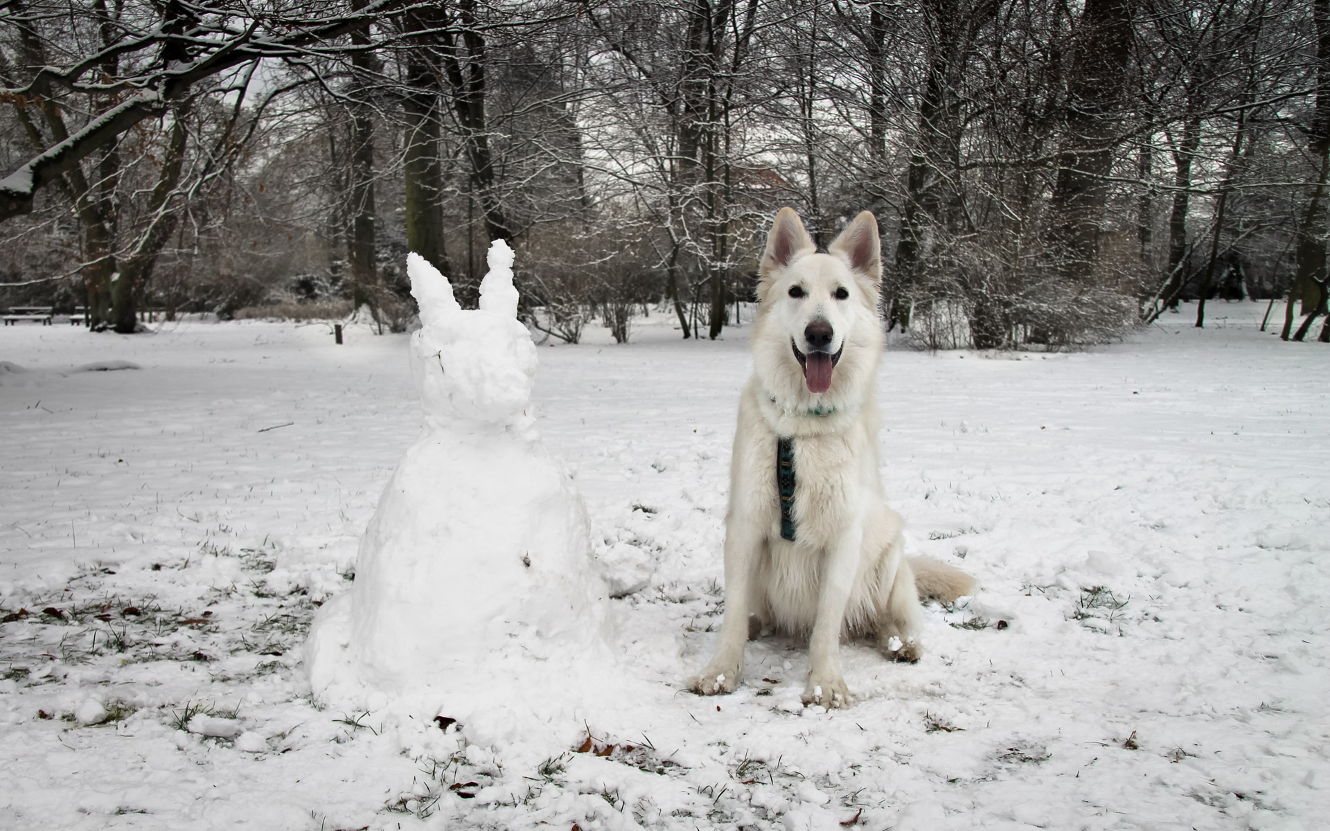 park poludniowy pies i bałwan