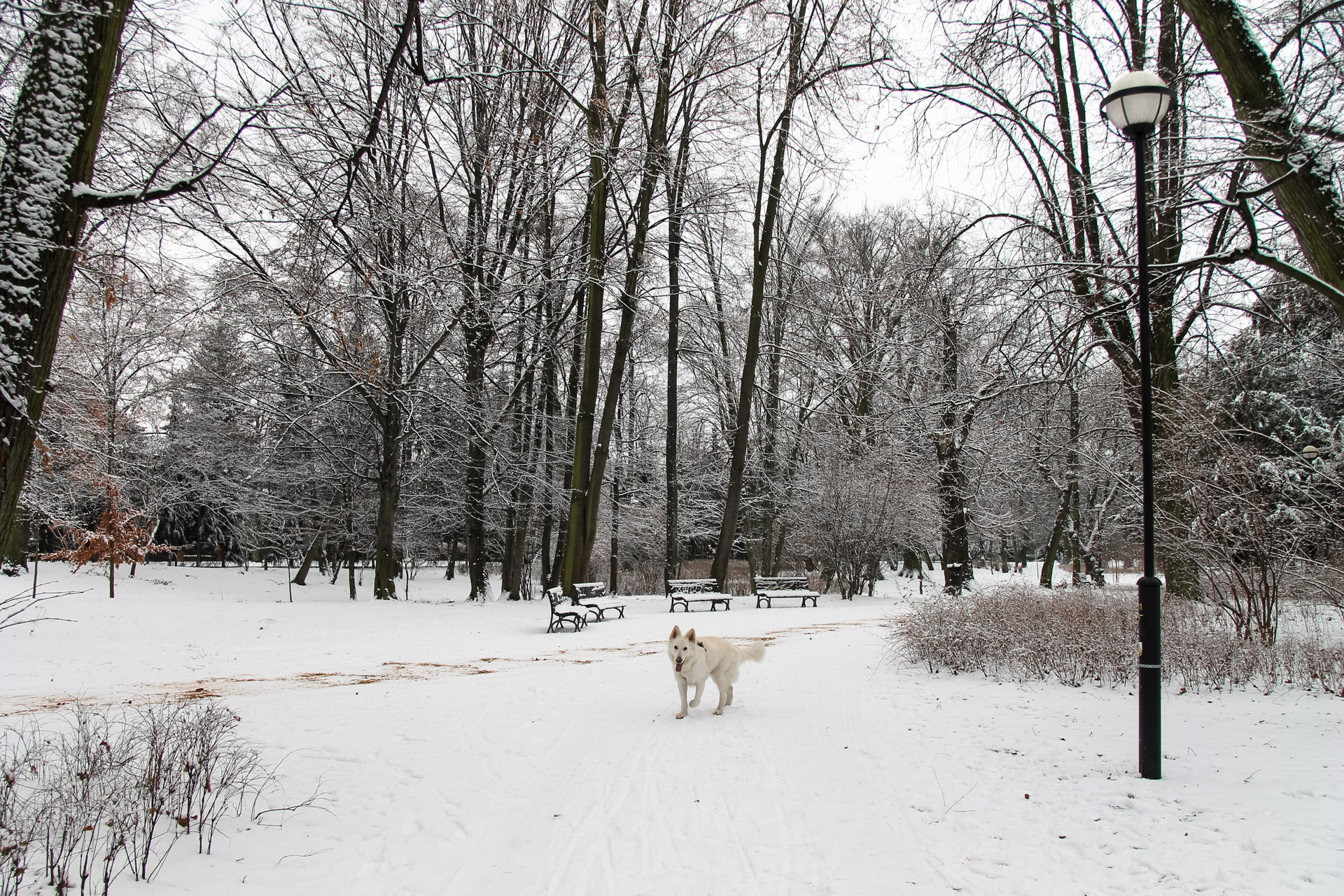 park poludniowy - pies na rozstaju ścieżek