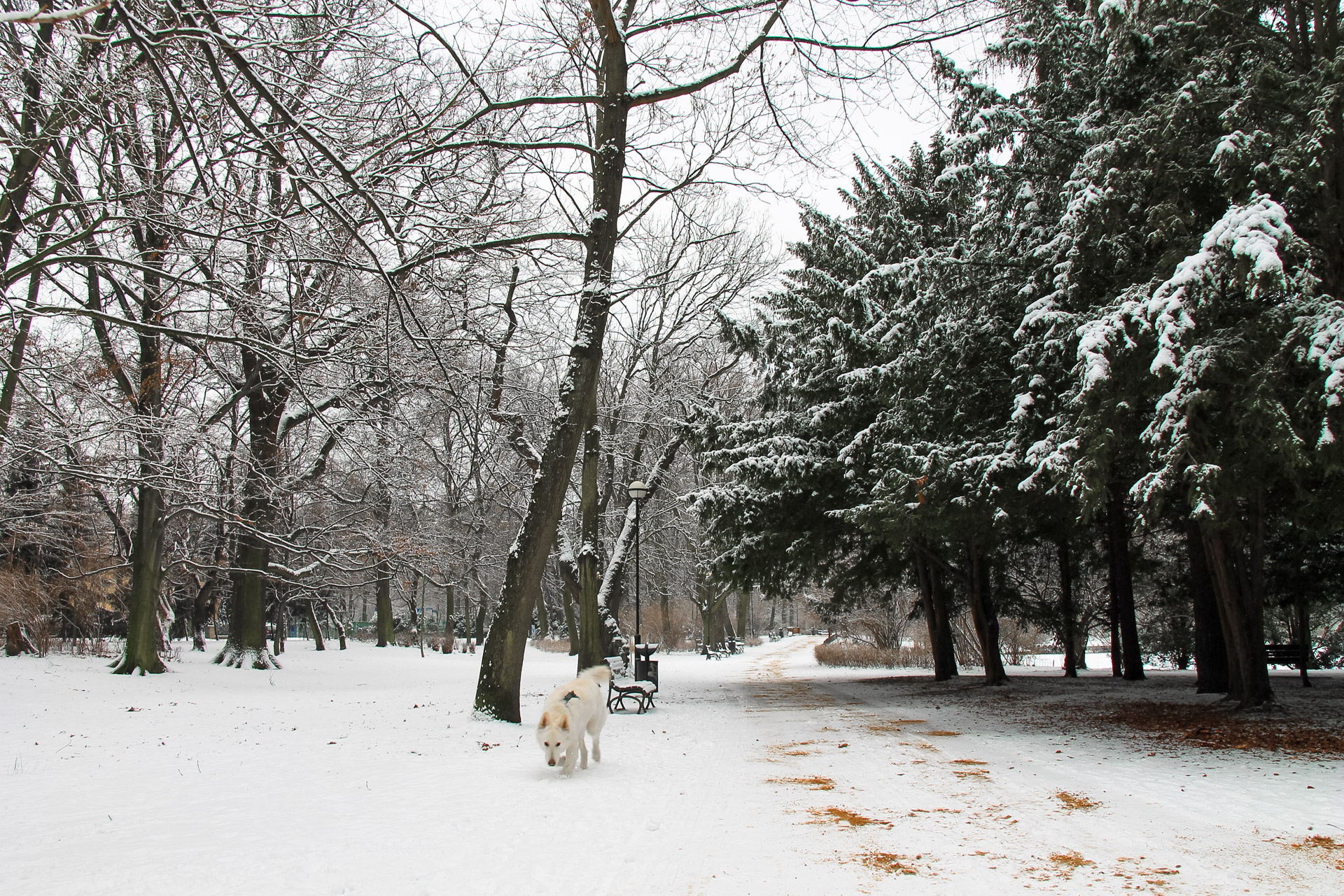 park poludniowy - pies na alejce