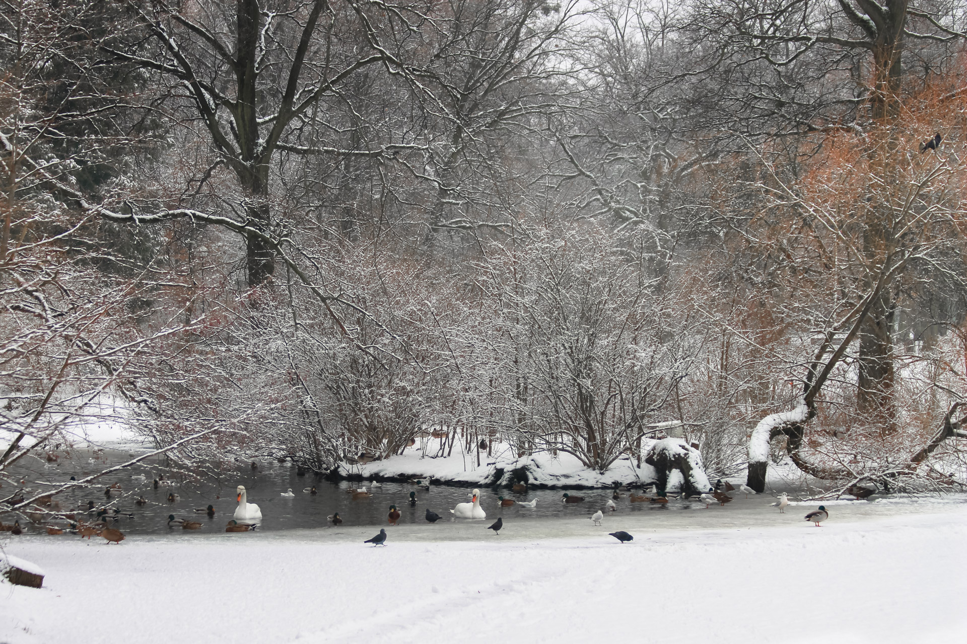 park poludniowy - ptaki pływające po zmrożonym stawie
