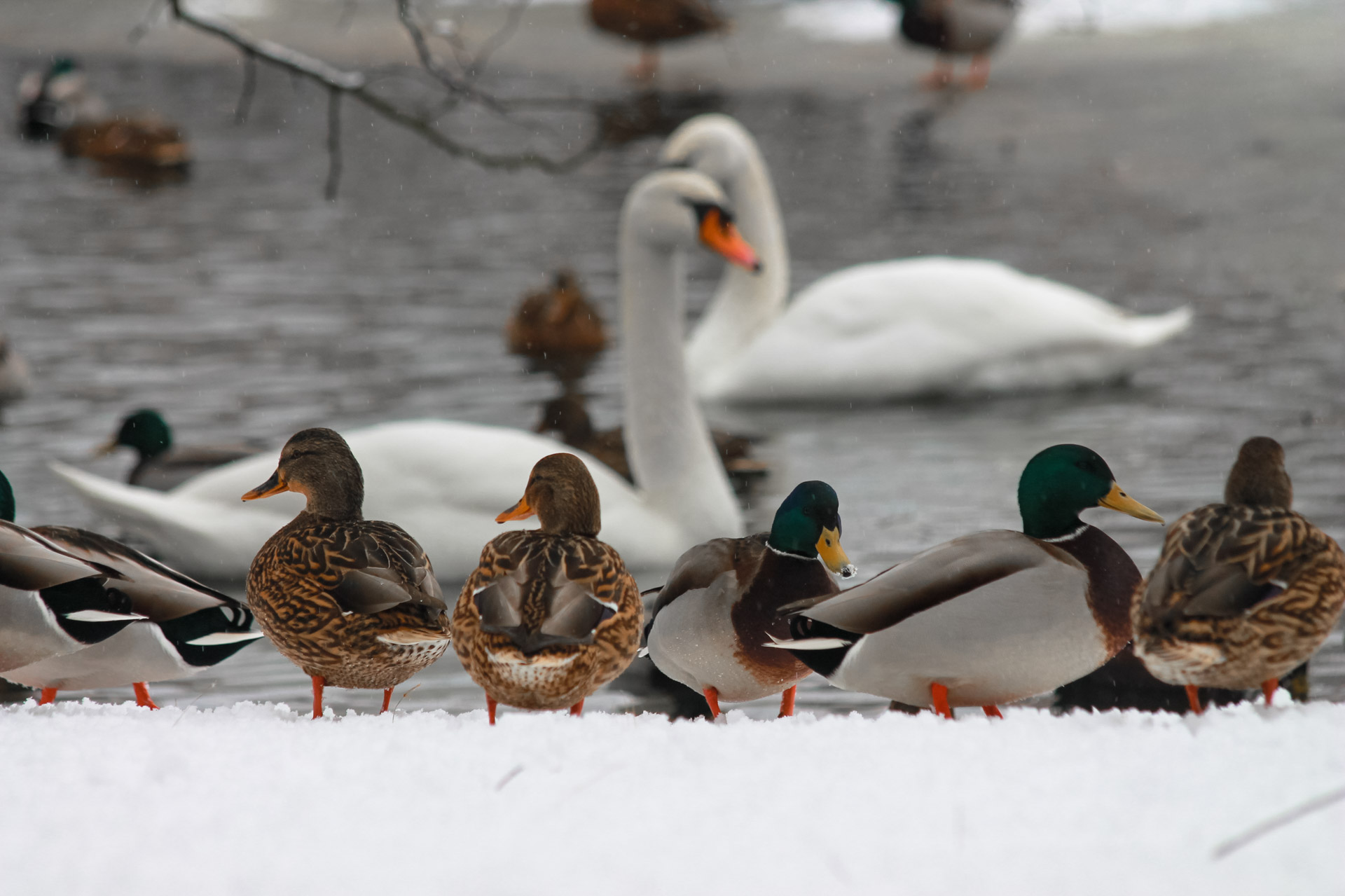 park poludniowy - kaczki i łabędzie nad stawem
