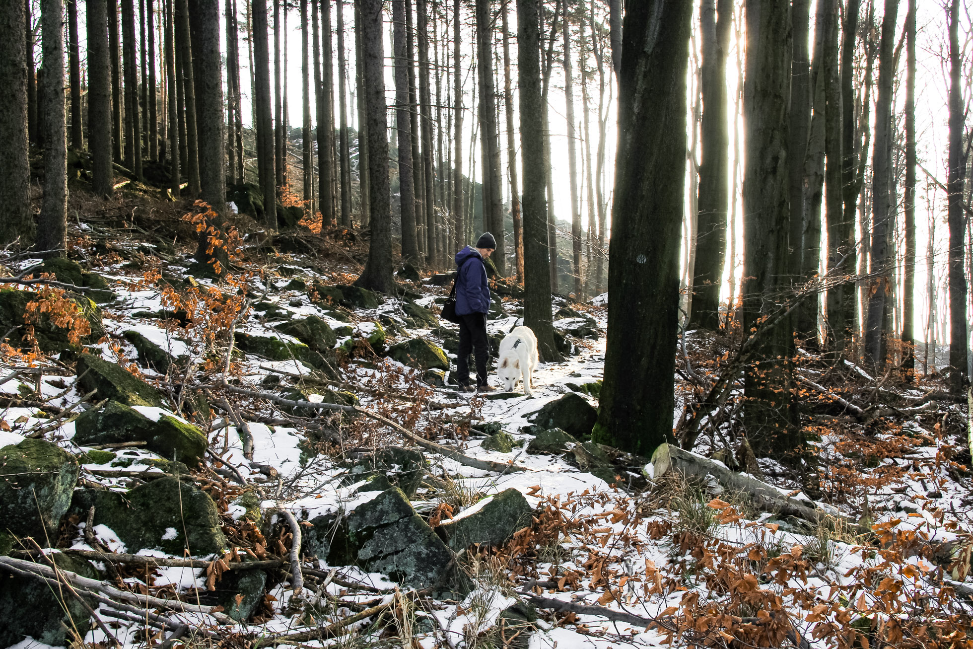 pies Heban węszy wśród kamieni na górze Ślęża
