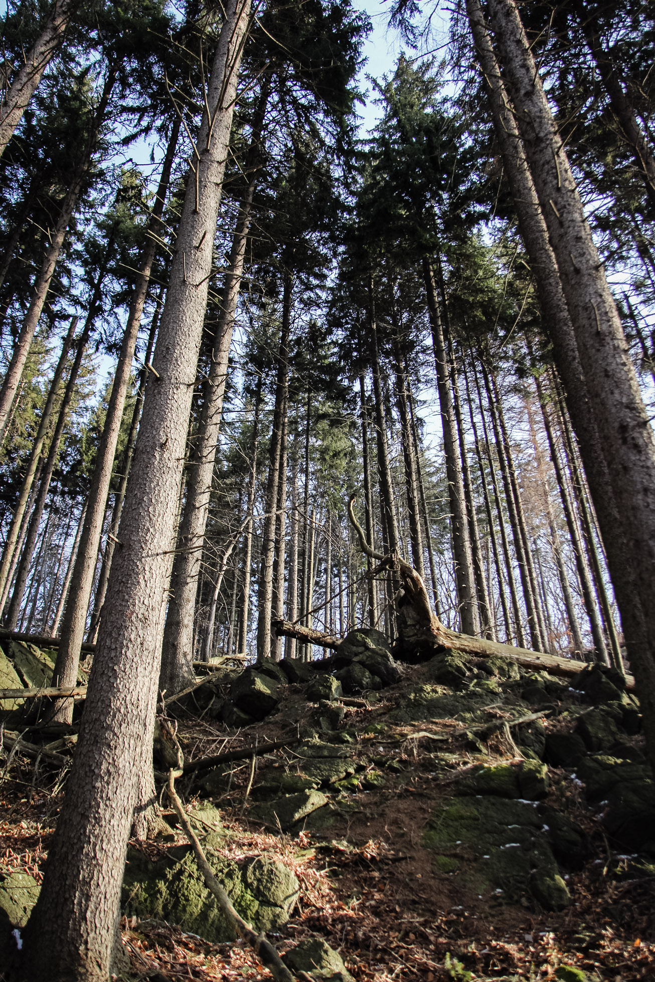 drzewa na zboczu Ślęży