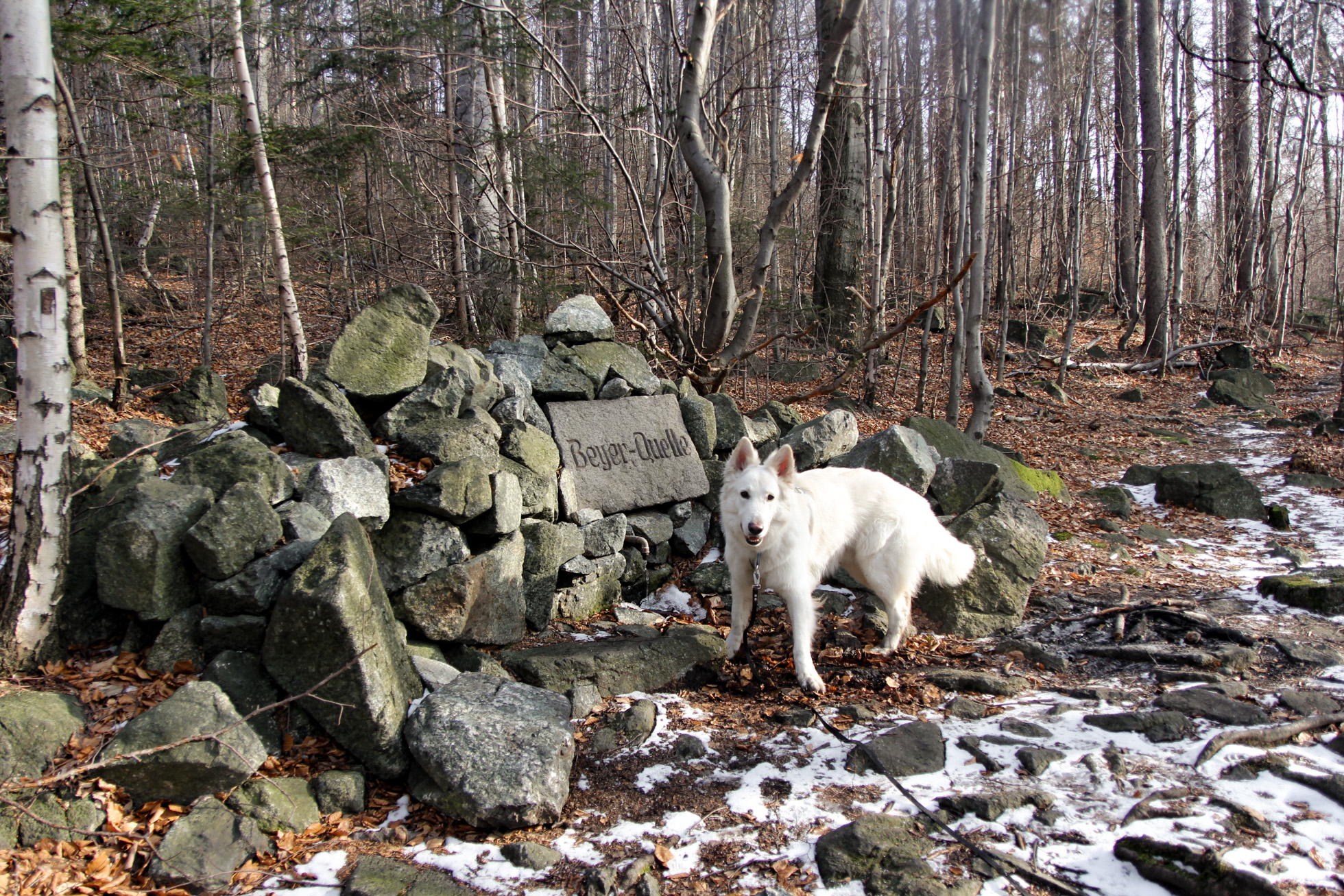 źródło Beyera na zboczach góry Ślęża