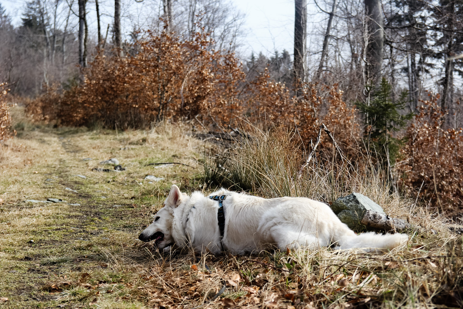 pies Heban gryzie patyk