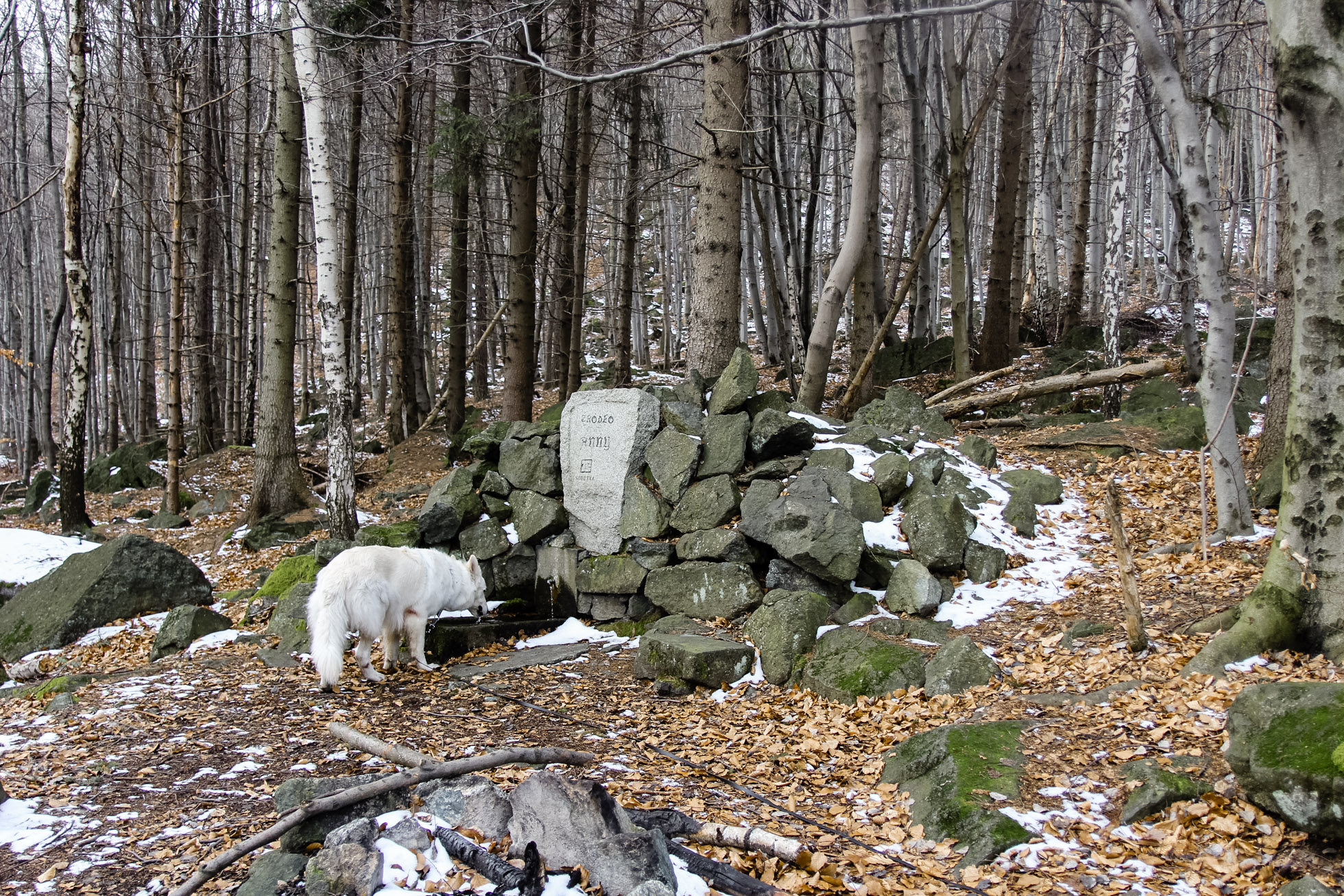 Heban pije wodę ze źródła Anny w pobliżu skał Władysława na górze Ślęża