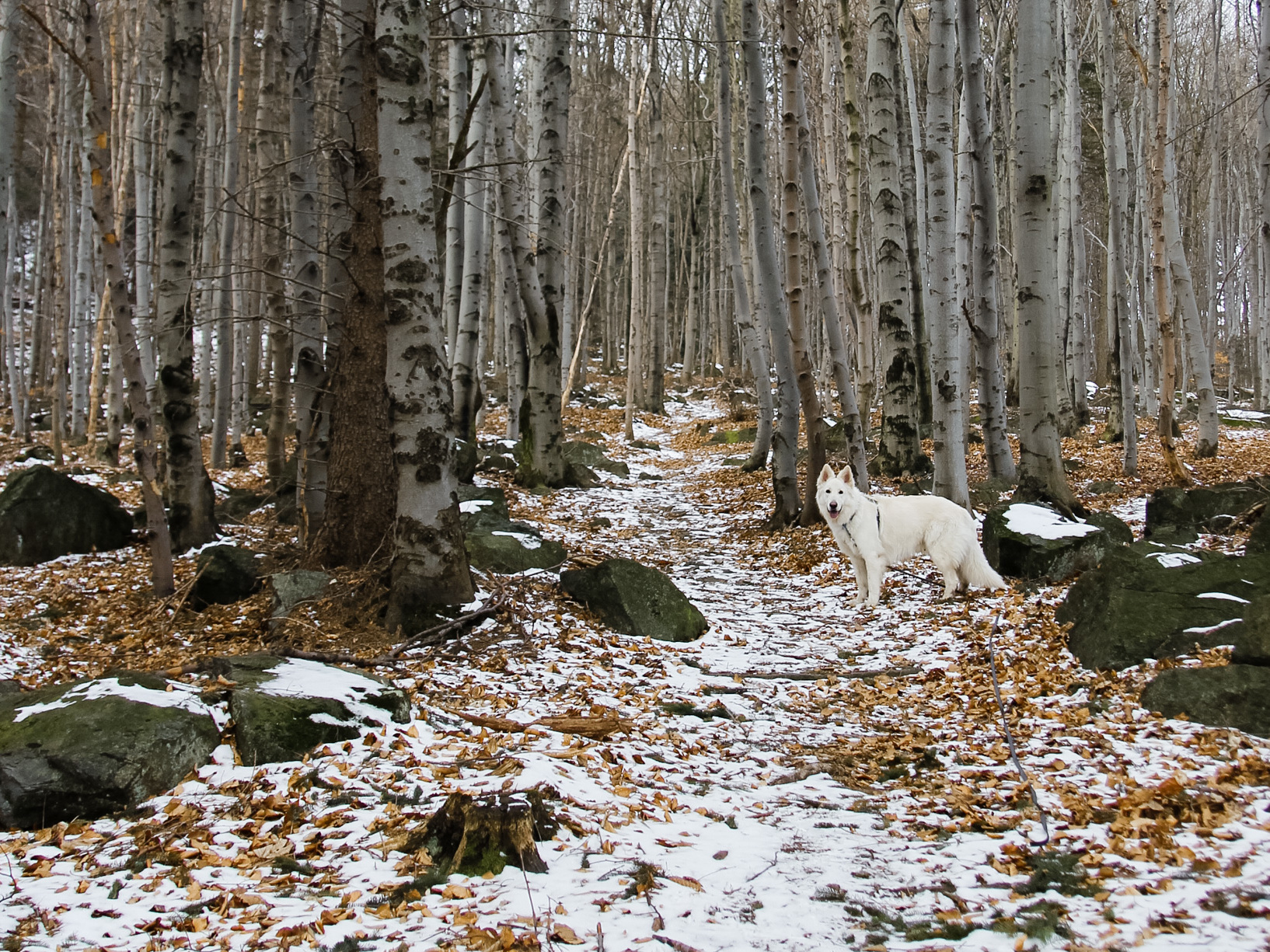 ścieżka ze skał Władysława na Ślężę