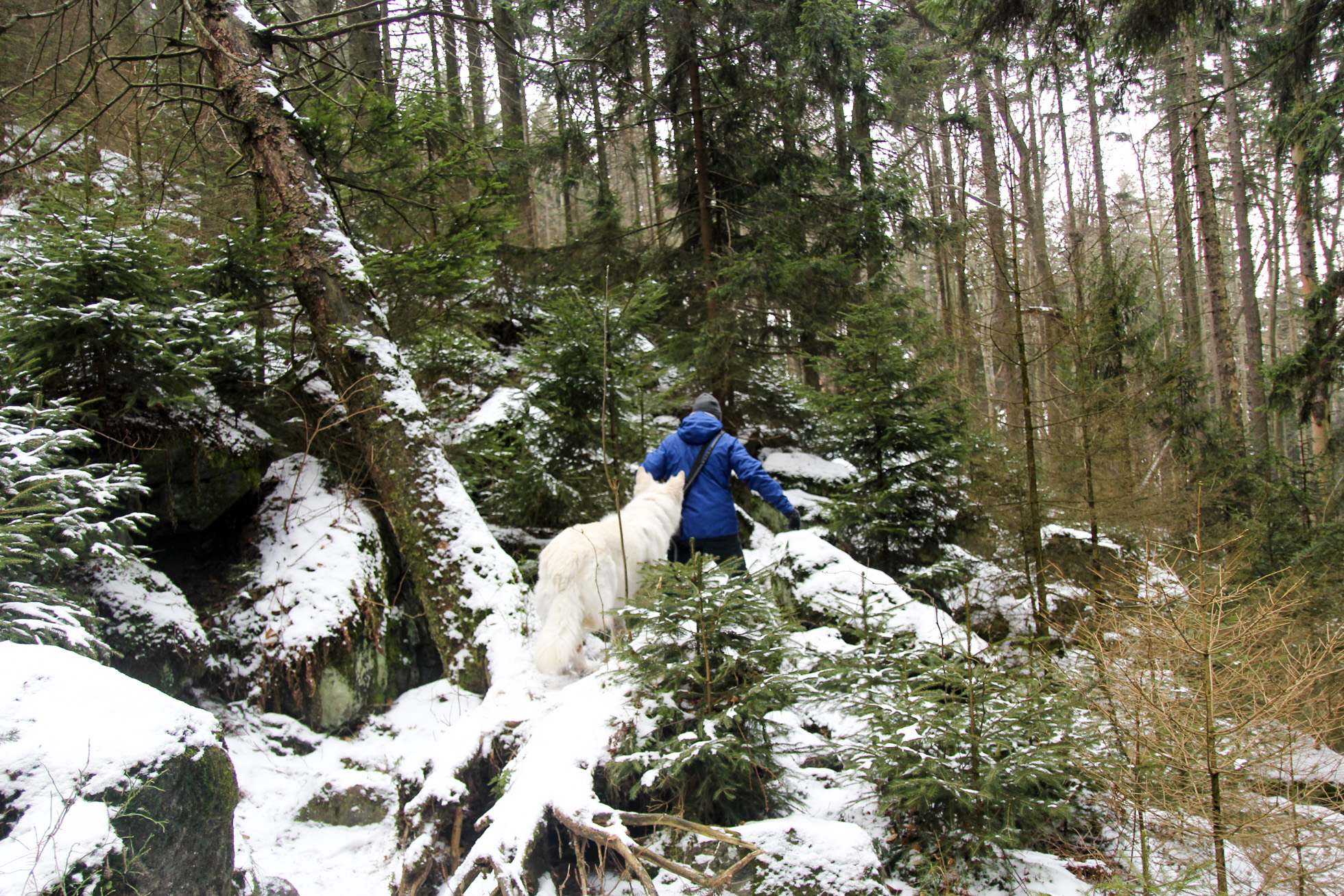 drzewa oprószone śniegiem na ścieżce pod skałami