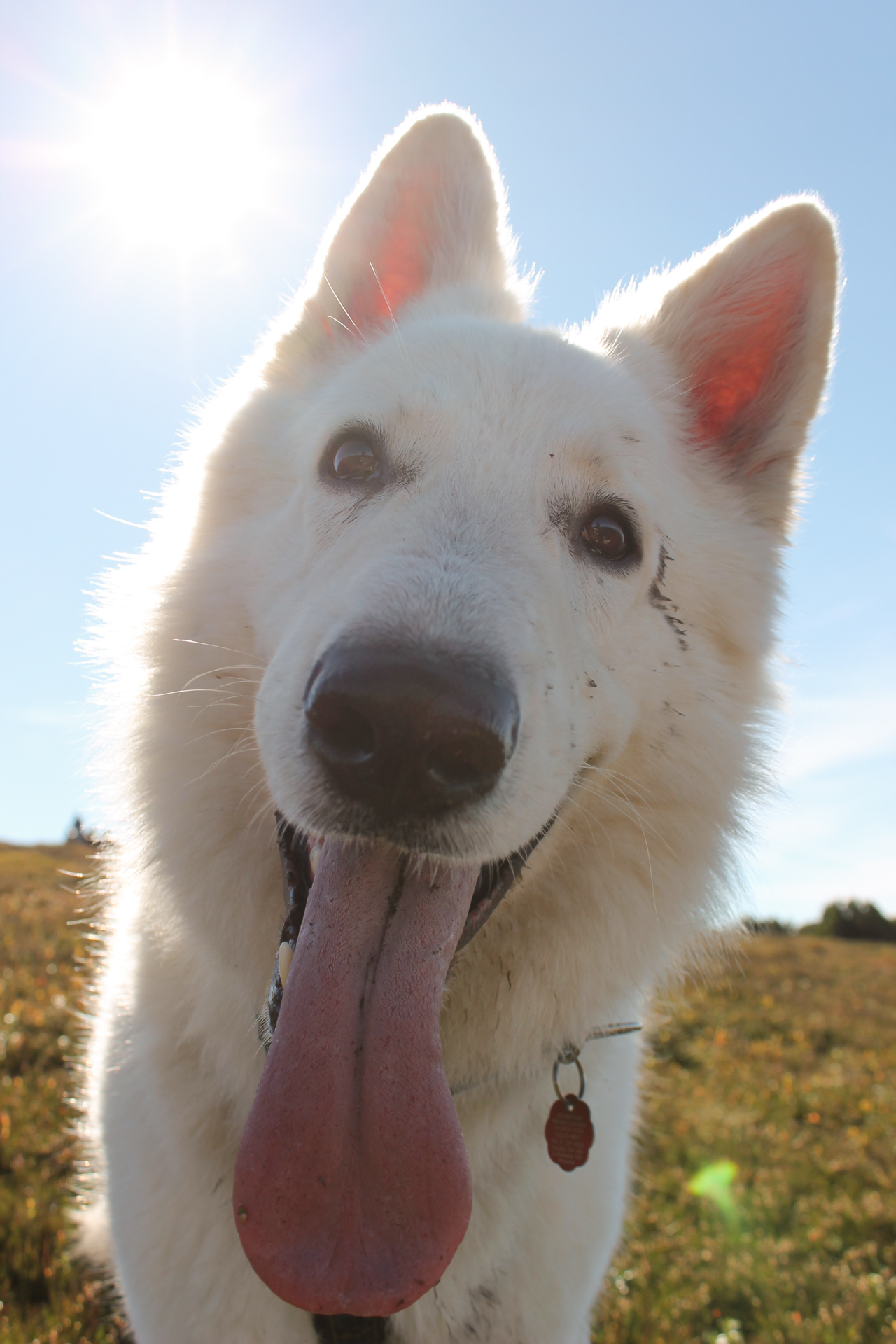 pies Heban na Śnieżniku pokazuje duży nos i język