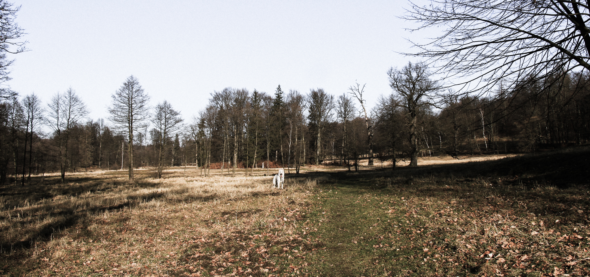 pies Heban w parku w Bukowcu