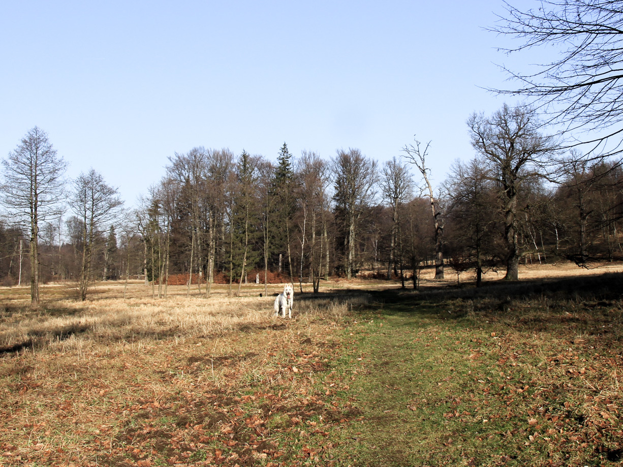 pies Heban w parku w Bukowcu