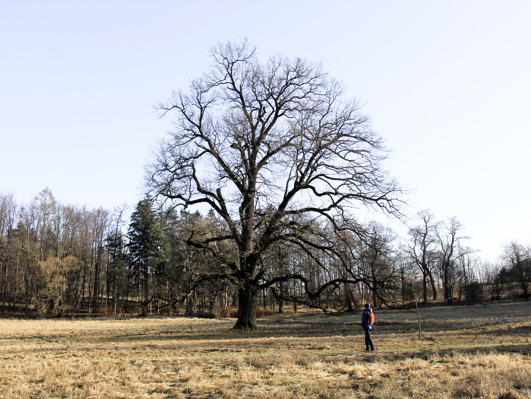 park w Bukowcu - dąb na polanie