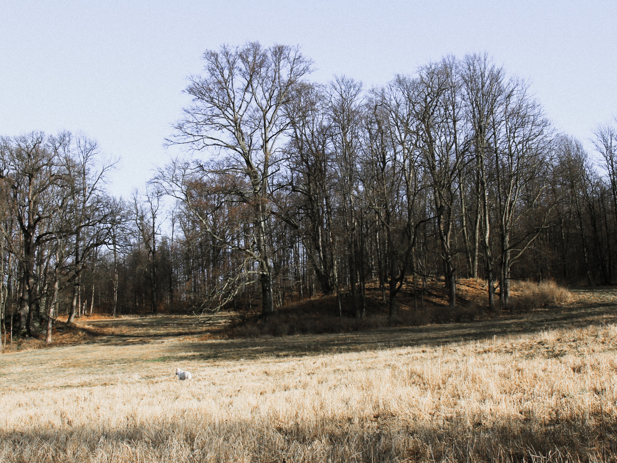 park w Bukowcu - Heban na łące