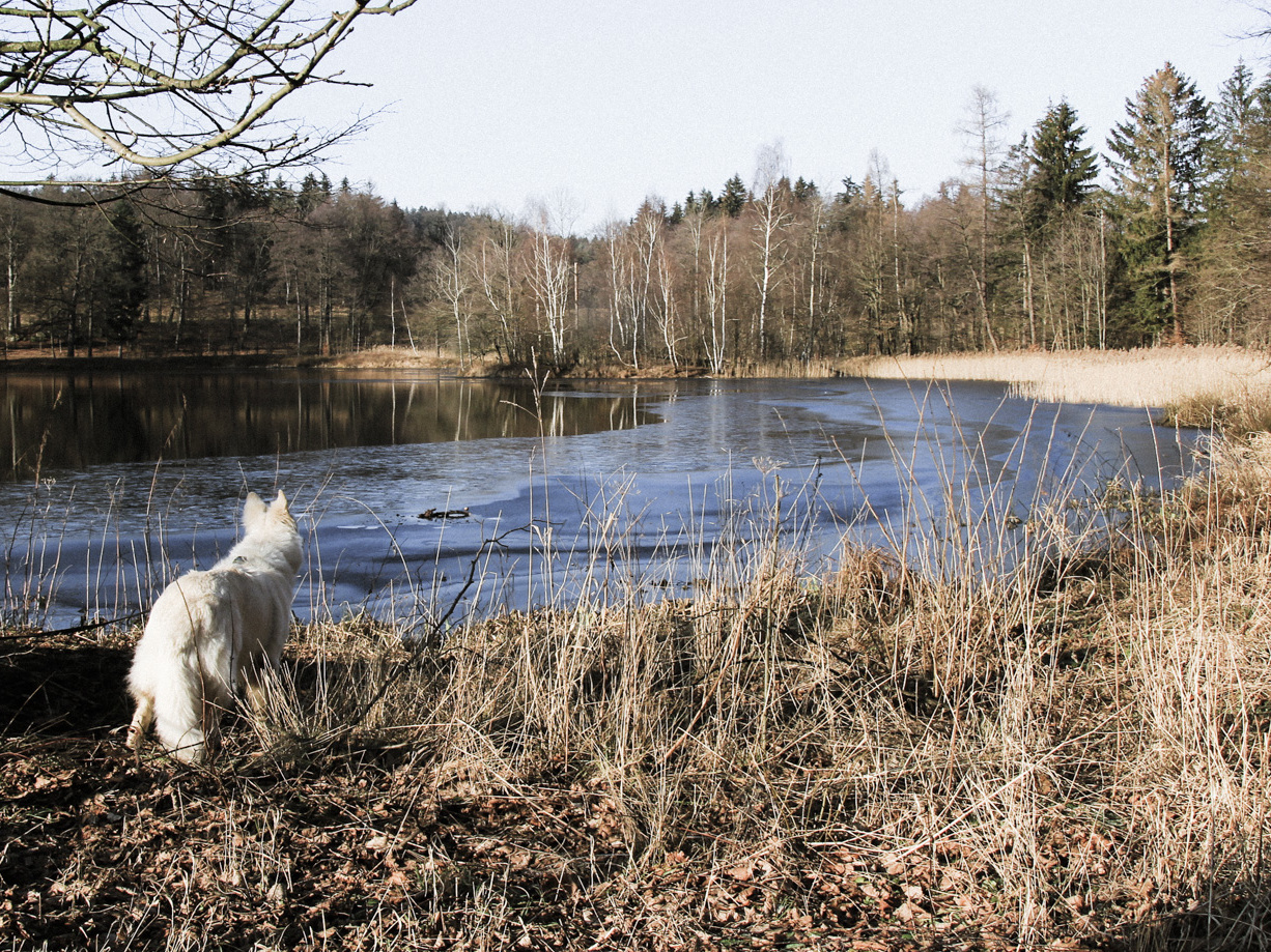 park w Bukowcu - widok na staw