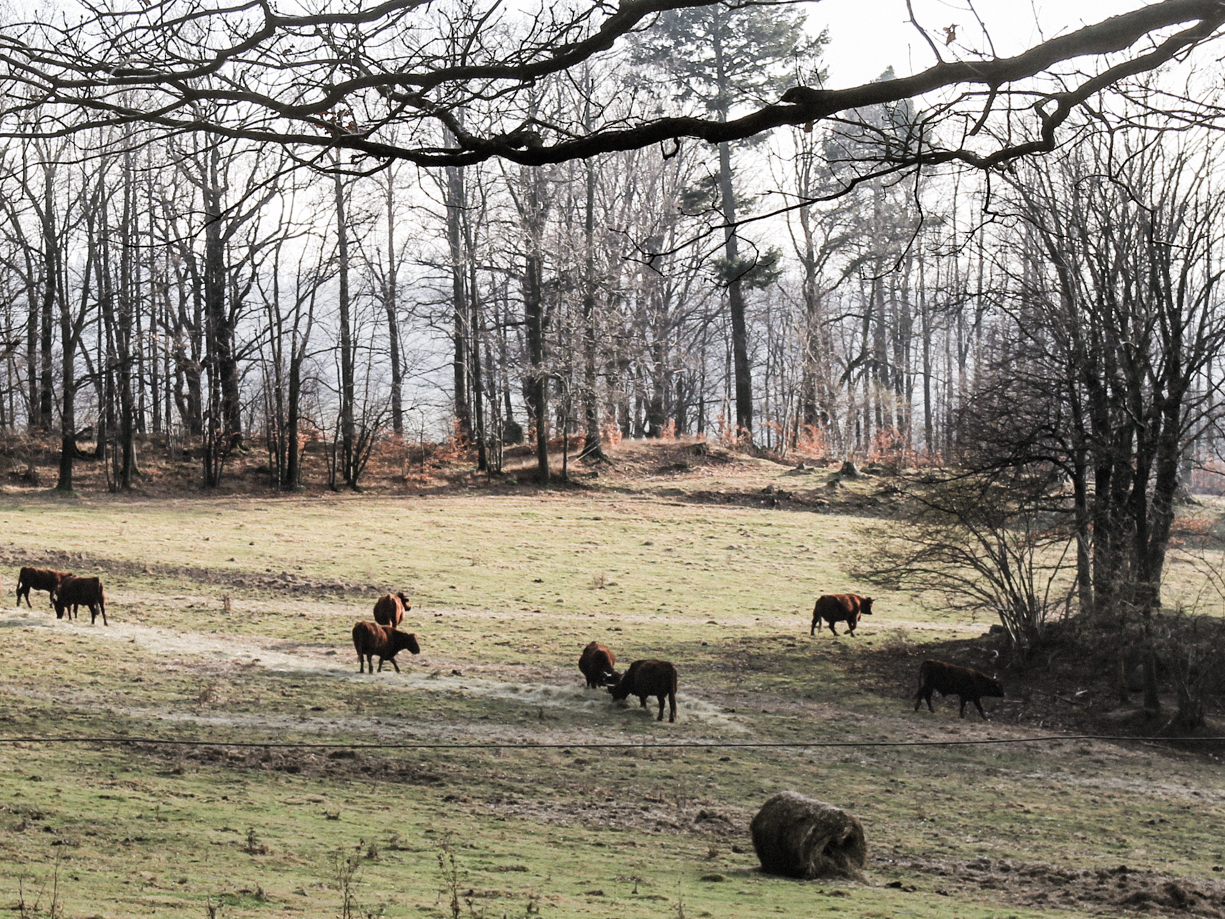 park w Bukowcu - ozdobna farma i wypasające się krowy