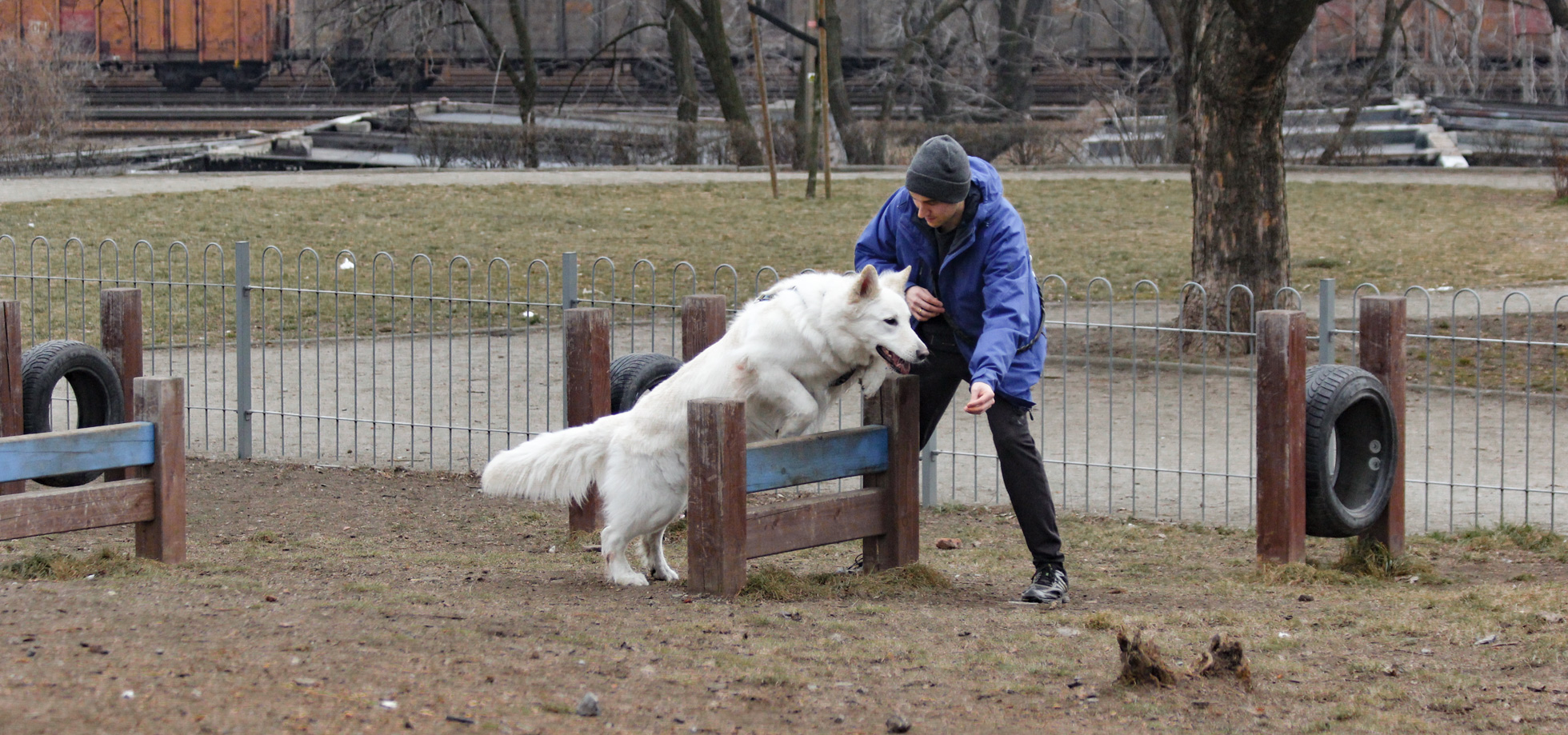 Heban skacze przez płotki - Wzgórze Słowiańskie we Wrocławiu