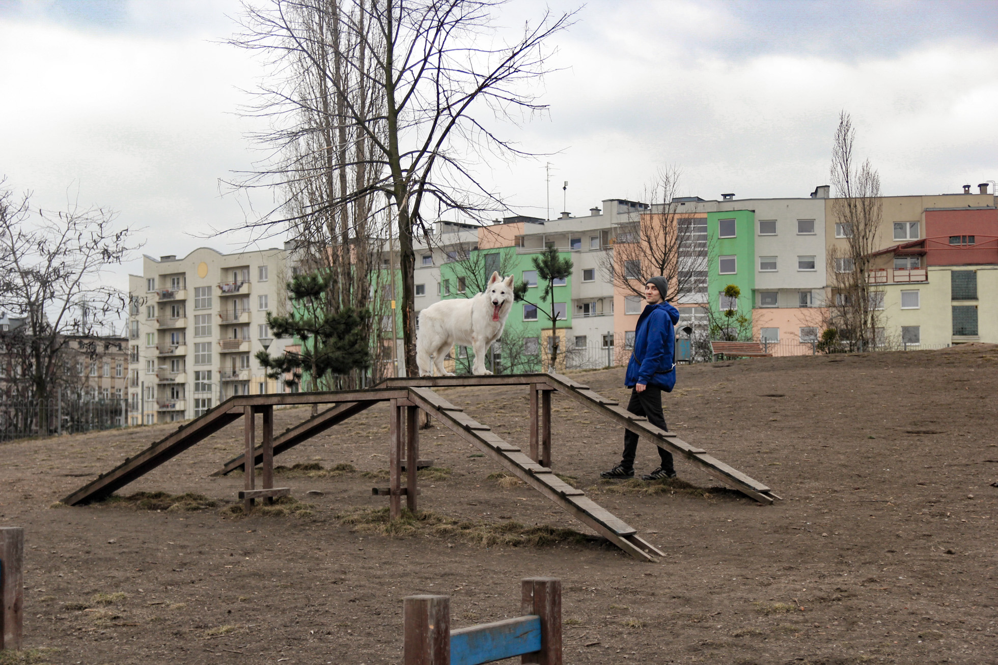 pies Heban stoi na kładce