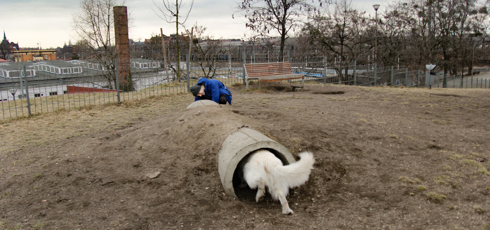 pies Heban wchodzi do tunelu na wybiegu dla psów