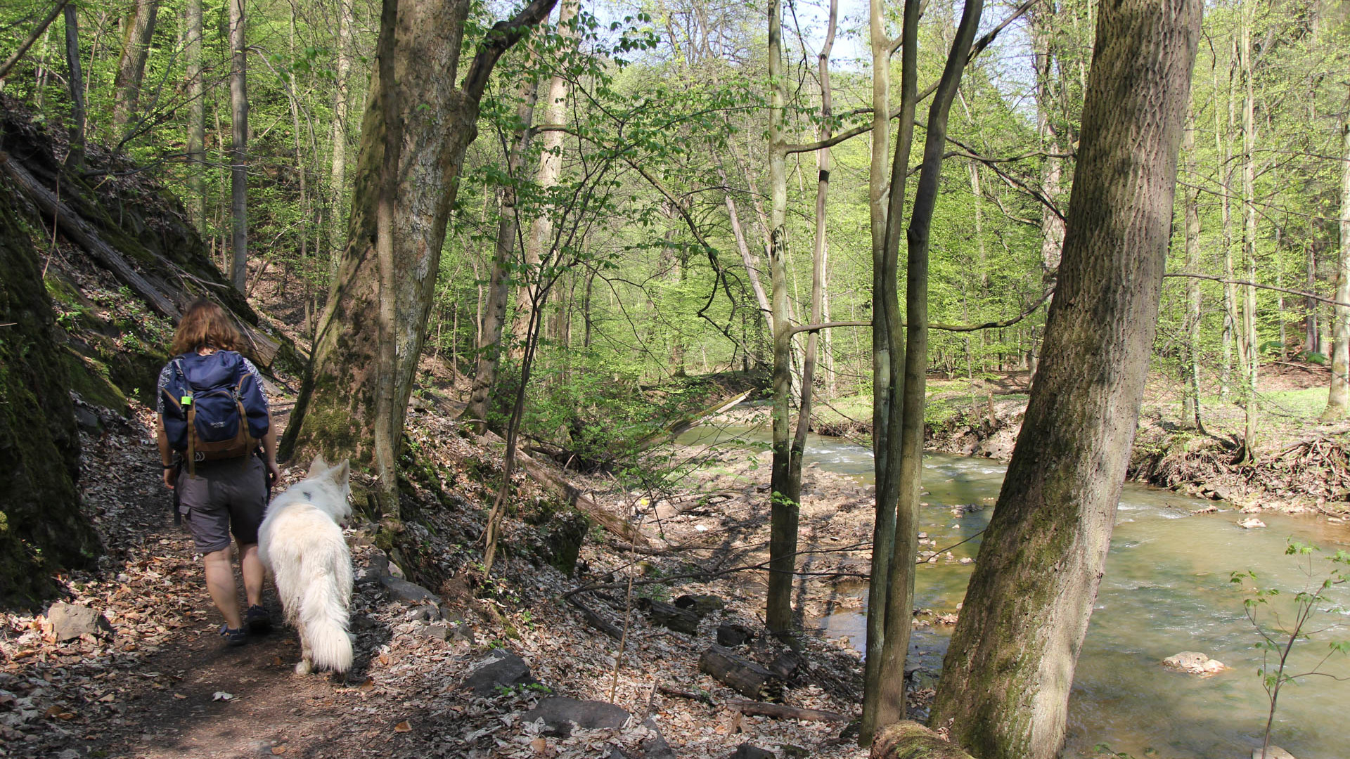 Wąwozem Pełcznicy ze starego do nowego zamku Książ