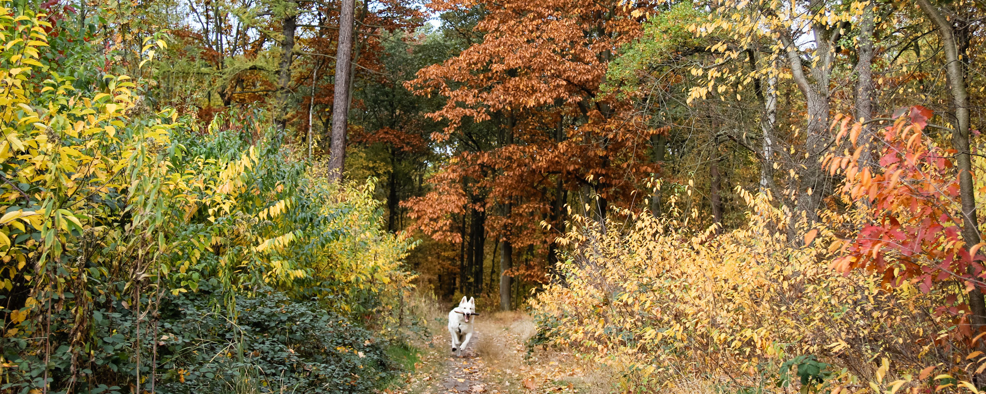 Las Zakrzowski
świetny na jesienny spacer
