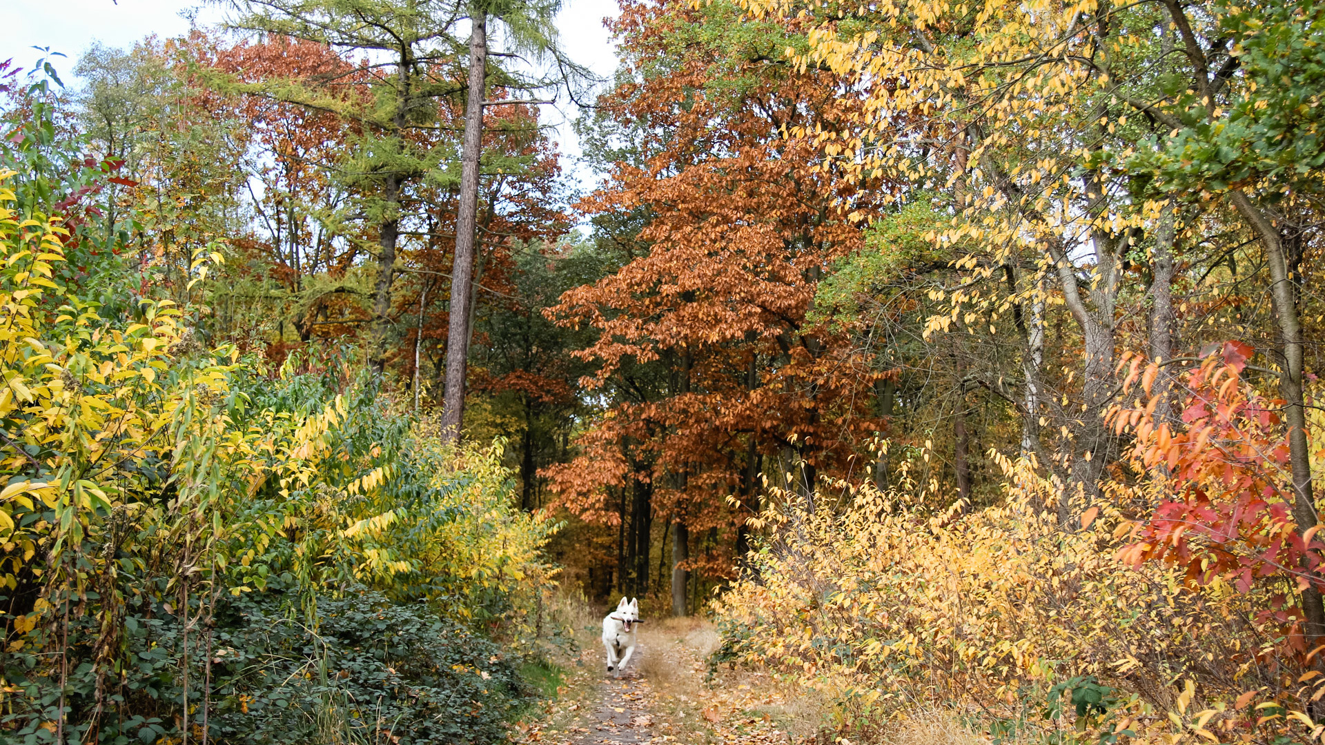 Las Zakrzowski
świetny na jesienny spacer
