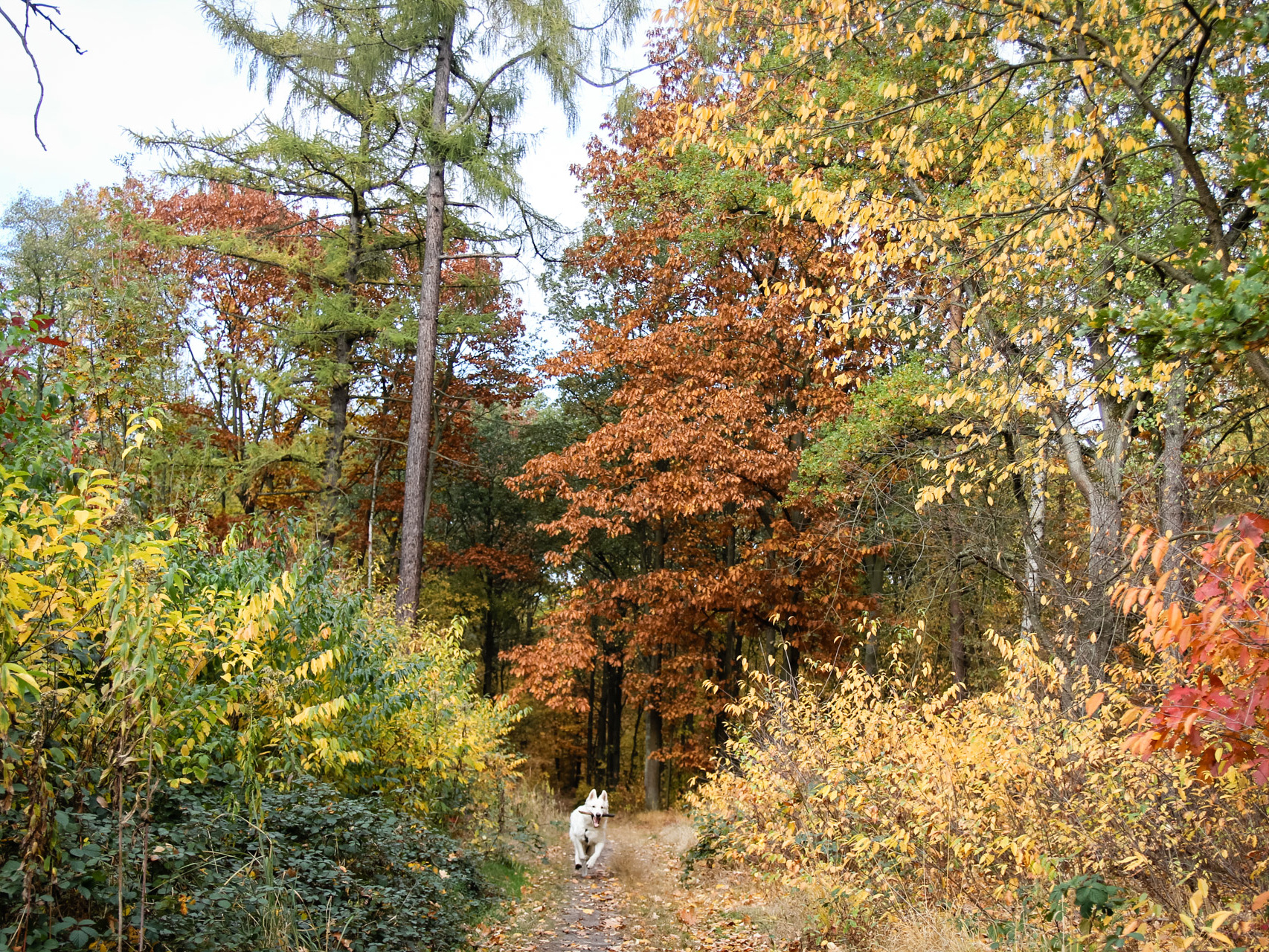 Las Zakrzowski
świetny na jesienny spacer
