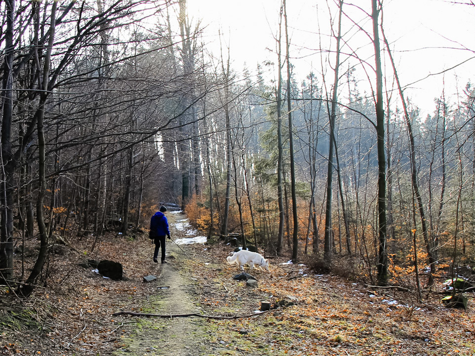 pies Heban na ścieżce pod Skałami na Ślęży