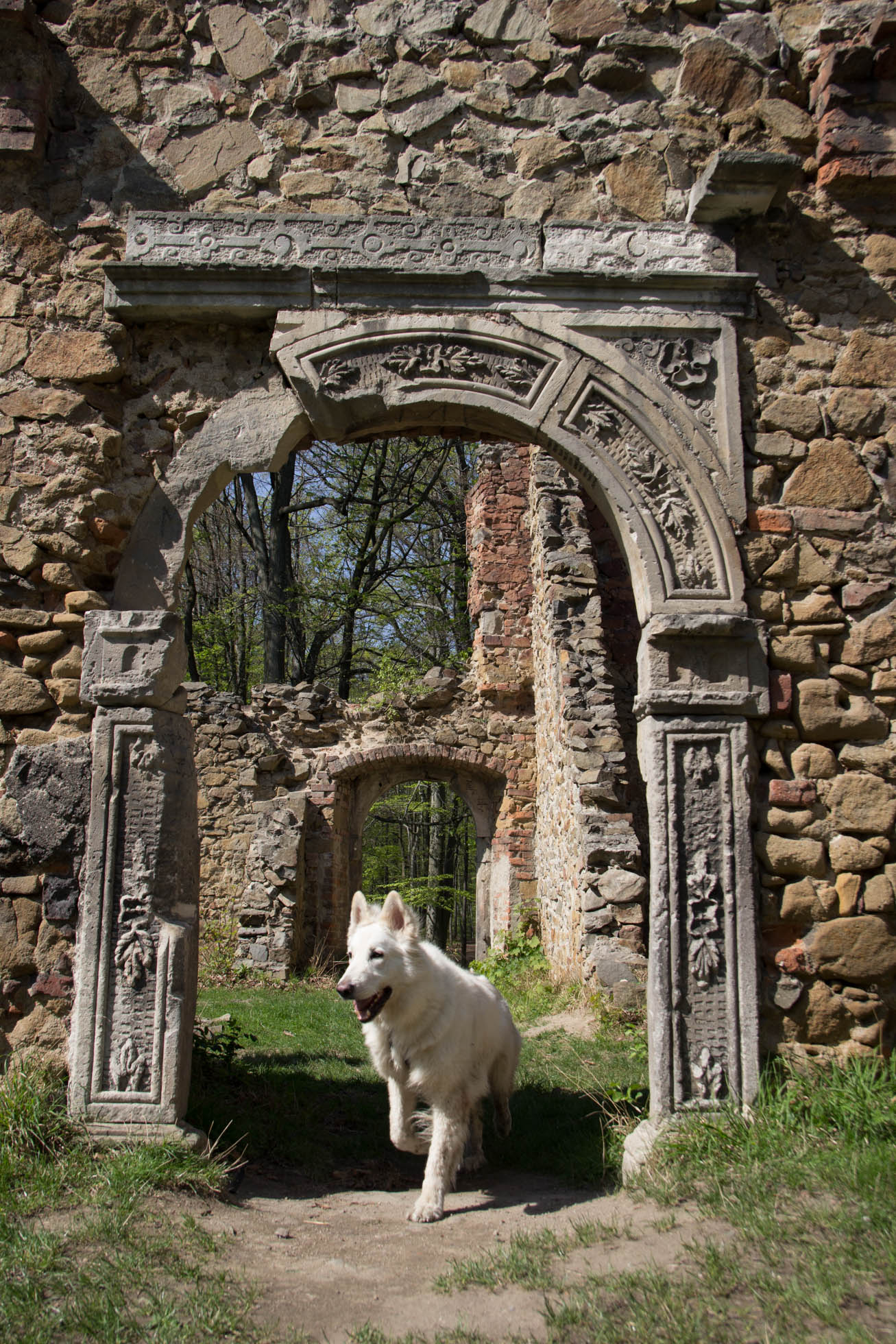 pies Heban w ruinach zamku Stary Książ