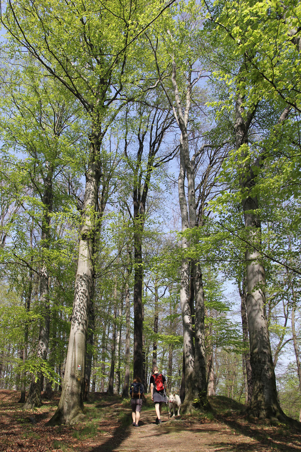 pies Heban na ściężce w zamku Książ